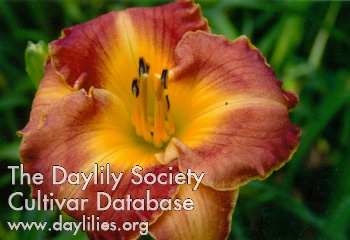 Daylily Discover Columbus